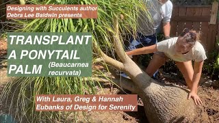 How Pros Transplant a Big Succulent Tree [upl. by Jean]