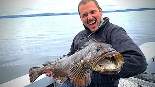 How to Catch Lingcod in Puget Sound HUGE Monster [upl. by Emiolhs]