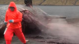 Sperm Whale explodes [upl. by Anaeda]