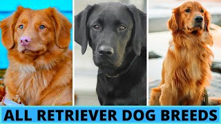 All Retriever Dog Breeds [upl. by Gillead629]