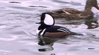 Hooded Merganser Sound [upl. by Alphard]