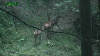 Rotwild im Odenwald 29092009 [upl. by Lesig]