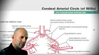 Анатомия с АВ Внутренняя сонная a carotis interna и позвоночная артерии a vertebralis [upl. by Orabelle]