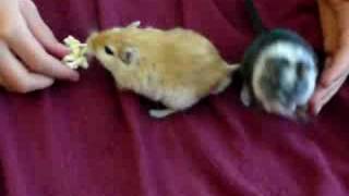 Gerbils Squeaking [upl. by Lizbeth]