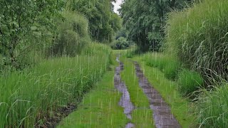 Calm Rain Sounds in Beautiful Grasslands Natural Atmosphere for Relaxation [upl. by Jonme]