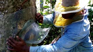 Como extraer una colmena de abejas desde un árbol o una pared con la técnica del embudo [upl. by Zetnas]