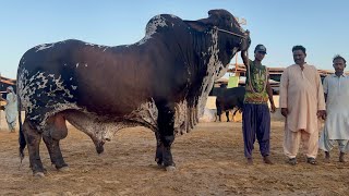 Biggest Bulls of UDF Cattle Farm karachi Qurbani 2024 cattlemarket mandi biggestbull cowmandi [upl. by Helene]