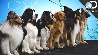 How Are New Dog Breeds Created [upl. by Atirb]