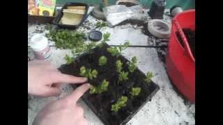 Propagating Spirea from cuttings [upl. by Anwahs]