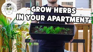 How to Easily Grow Your Own Cooking Herbs [upl. by Sahcnip]