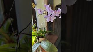 Phalaenopsis schilleriana Орхидея Шиллериана цветение детки [upl. by Gotcher]