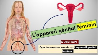 Lappareil génital féminin [upl. by Oiceladni408]