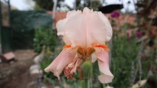 Hablemos del Iris germánica Cloudcap  iris rosado  lirio de barbados [upl. by Sarette]