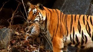 Mother Tiger Learns to Care for Cubs  David Attenborough  Tiger Spy in the Jungle  BBC Earth [upl. by Bird318]