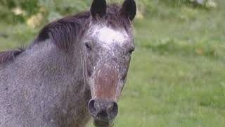 Horses Close Up and Very Personal [upl. by Sy]