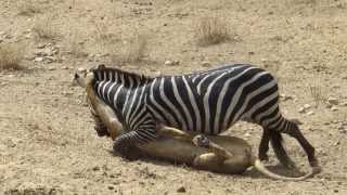 Amazing Lion vs Zebra with unexpected escape [upl. by Inram]