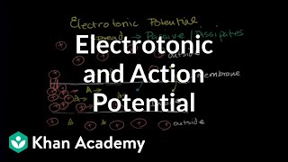 Electrotonic and action potentials  Human anatomy and physiology  Health amp Medicine  Khan Academy [upl. by Davon]