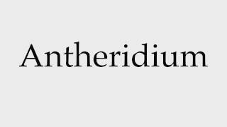 How to Pronounce Antheridium [upl. by Kcirddes]