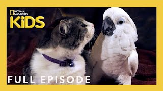 Unlikely Animal Friends Full Episode 🐱🦜  The Tale of a Cockatoo and the Kitty Cat  natgeokids [upl. by Aisatan]