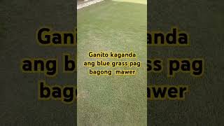 ganito kaganda ang blue grass pag bagong mawer viral asmr shortvideo [upl. by Aenotna721]