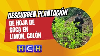 Descubren plantación de hoja de coca en Limón Colón [upl. by Ultann]