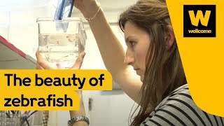 Science and beauty and the zebrafish  Wellcome [upl. by Ibson]