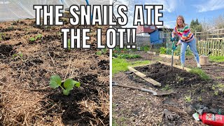 THE SNAILS ATE THE LOT  ALLOTMENT GARDENING FOR BEGINNERS [upl. by Miof Mela]