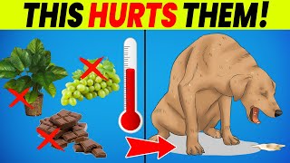 Top 10 Most Harmful Things For Your Dog ⚠️ MUST KNOW [upl. by Akcirred]