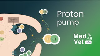 Hydrochloric Acid HCl Production Proton pump [upl. by Oira]