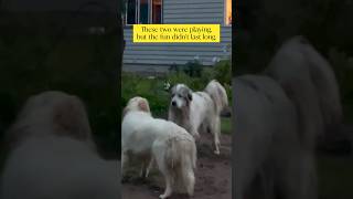 Livestock Guardian Dog Behavior livestockguardiandog greatpyrenees dog karakachan [upl. by Atilahs614]