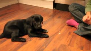 Black lab training at 8 to 9 weeks [upl. by Melan]