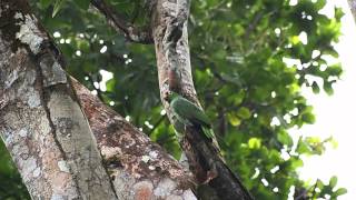 Redlored amazon Amazona autumnalis salvini in Gamboa Panama [upl. by Balliol]