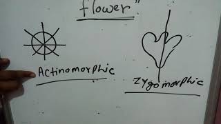 Flower hypogunousepigynous perigynousgamopetalouspolypetalouscalyxcorrolaactinomorphicsepal [upl. by Egiaf361]