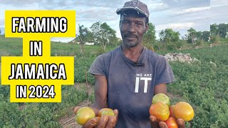 AMAZING VARIETY FARMING FARMING FOR OVER 30 YEARS IN STELIZABETH JAMAICA  GROWING MULTIPLE CROPS [upl. by Dett]