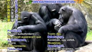 Scottish researchers find that chimpanzees have a minimum of 66 communication gestures [upl. by Latouche848]