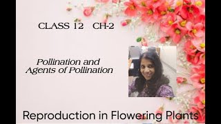 Pollination and Agents of Pollination class 12 CBSE board  sexual reproduction in flowering plant [upl. by Jsandye486]