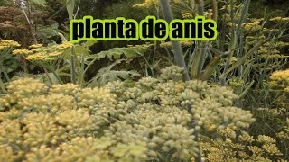 ANÍS  PLANTA DE ANÍS [upl. by Ap]