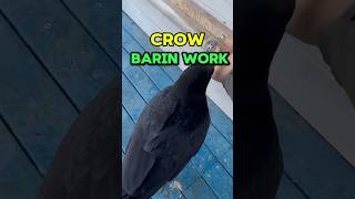 crow brain works shorts [upl. by Fujio670]