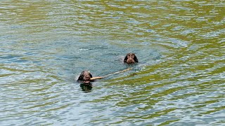 Essential Health Maintenance Tips for Wirehaired Pointing Griffons [upl. by Mirabelle]