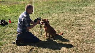 Working Cocker Spaniel training videos [upl. by Jemine]