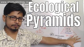 Ecological pyramids [upl. by Scevo]