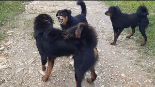 Dogs Fight For Female  Dog Fight  Most Dangerous Dogs Fight  Beauty Nature [upl. by Llevad]