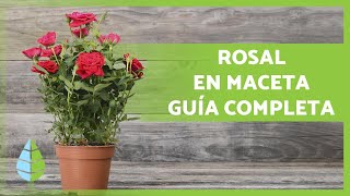 CUIDADOS de los ROSALES en MACETA 🌹 ¡Poda abono sustrato riego y más [upl. by Sower]