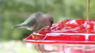 Aspects HummZinger Hummingbird Feeders [upl. by Aig]