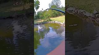 Giant Carp Fished On My Pond shorts fishing pondfishing carpfishing [upl. by Thomasine]