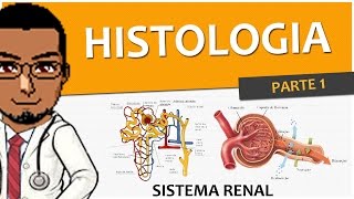 Sistema Excretor  Renal  Urinário 02  Histologia dos Rins P1 Néfrons [upl. by Gaivn202]