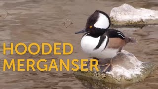 Hooded Merganser Freshwater Fan [upl. by Nirrek819]