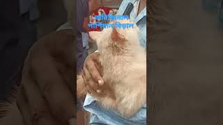 আরজিনা পার্শিয়ানবিড়াল catworldbd lebeltv [upl. by Enerual562]