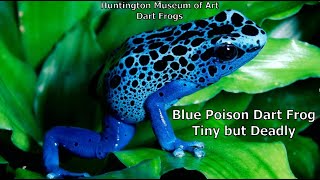 Blue Poison Dart Frog is Tiny but Deadly [upl. by Ydnagrub]