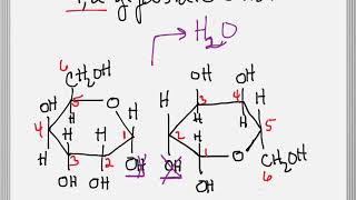 How to Form a Glycosidic Bond between Two Sugars [upl. by Walling74]